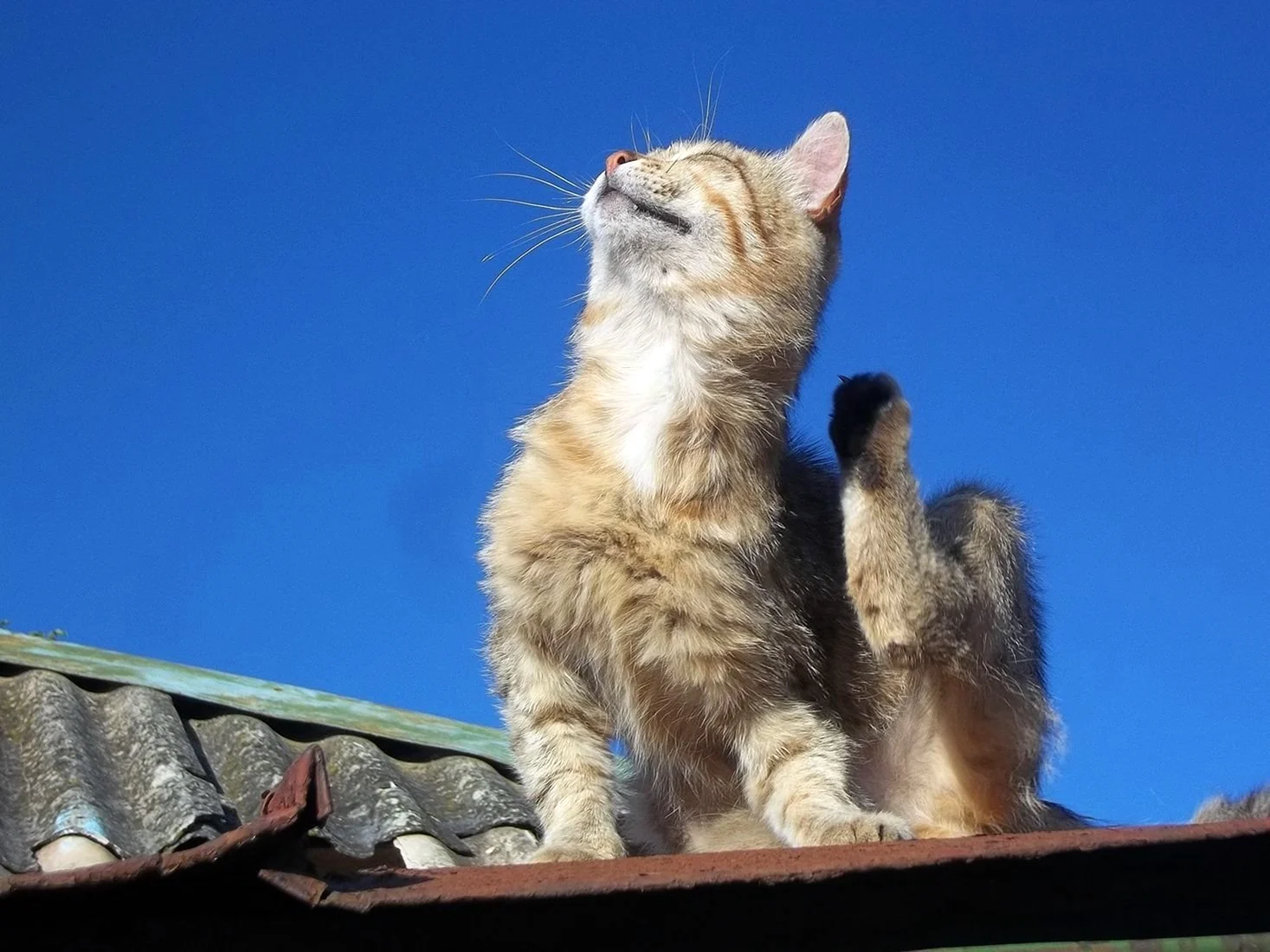 Коты на солнышке
