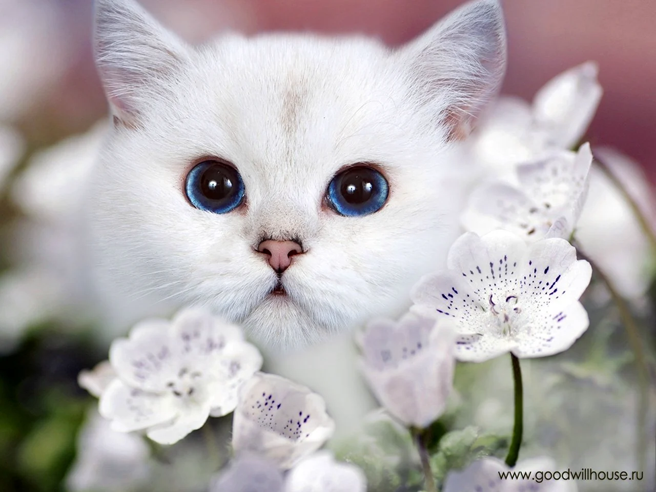 Самые красивые кошечки. Красивые котята. Красивые кошки. Милые кошки. Красивая белая кошка.