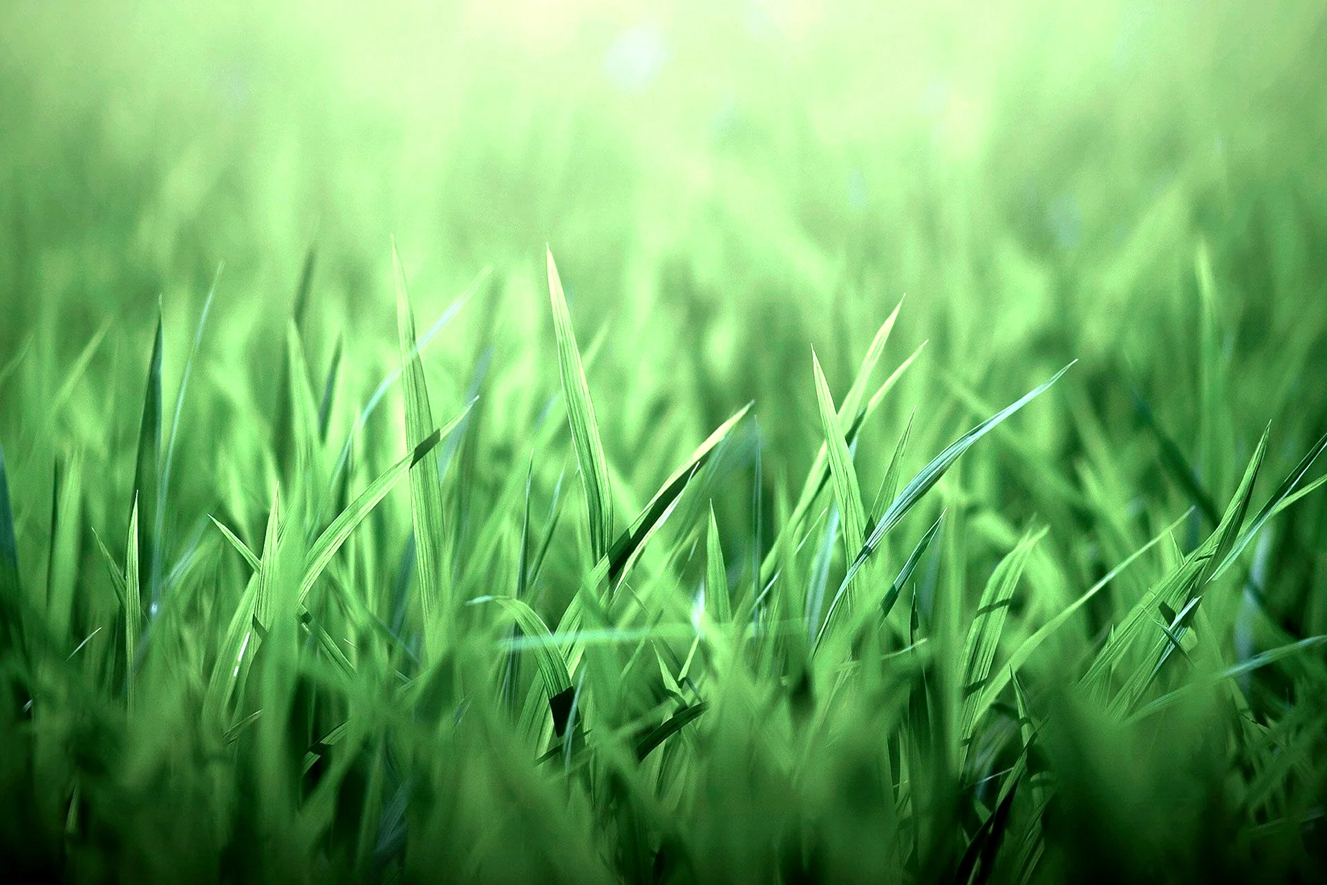 Красивая трава