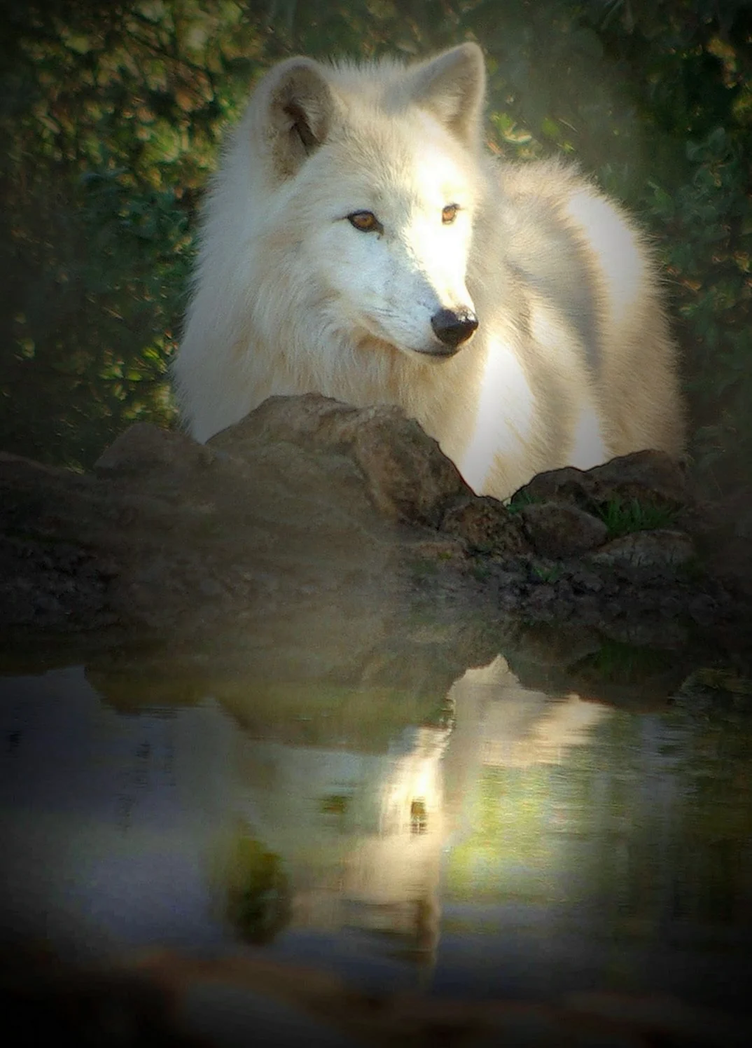 Красивая волчица