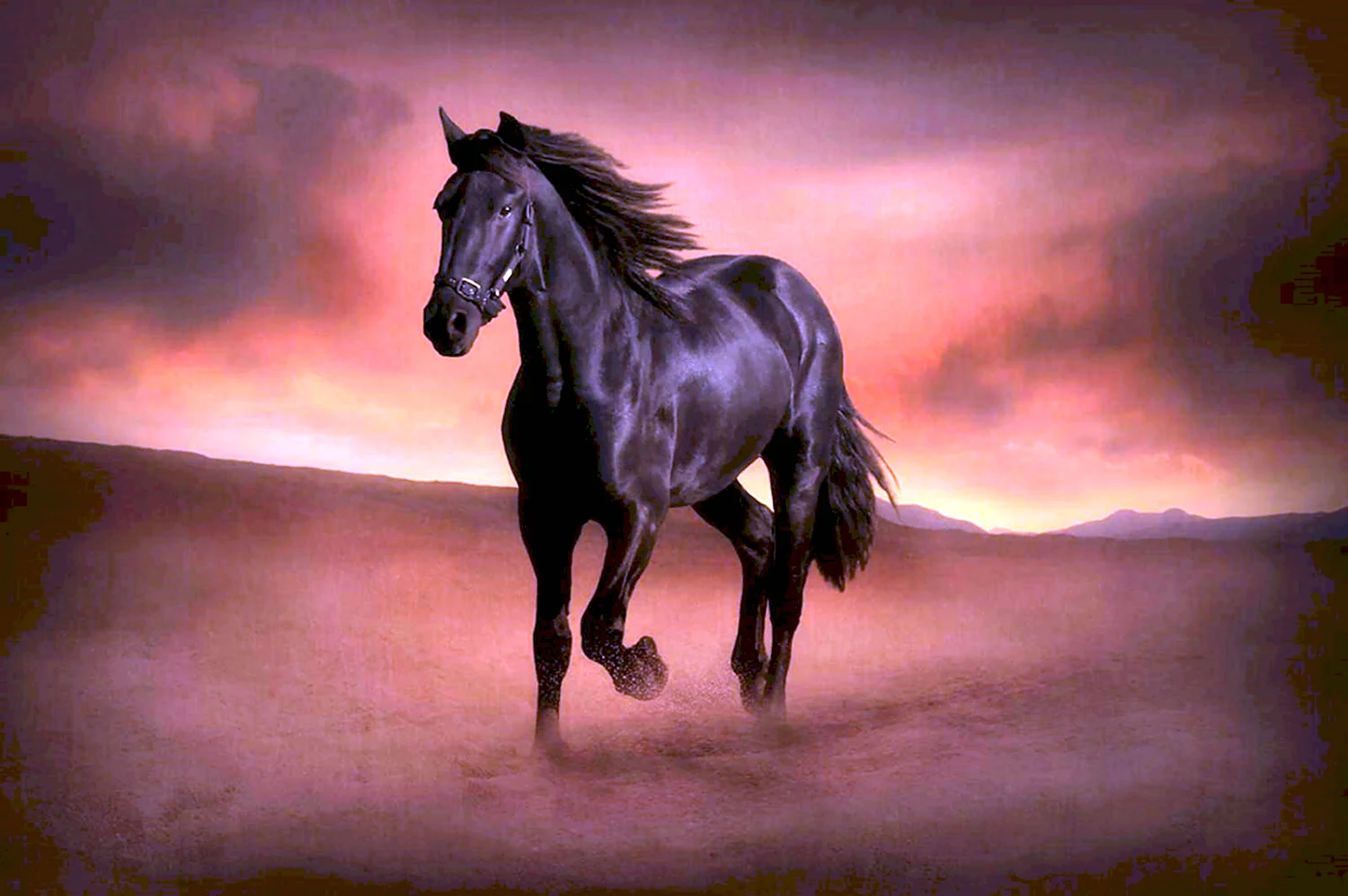 Картинки раскраски красивые лошади (54 фото)
