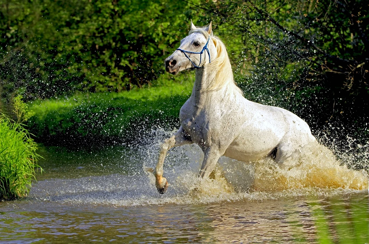 Картинки красивых лошадей - 71 фото