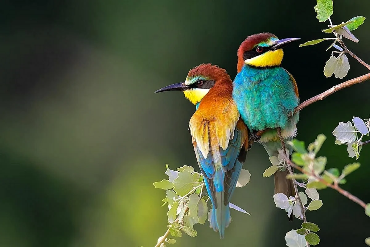 Птицы - красивые картинки (66 фото)
