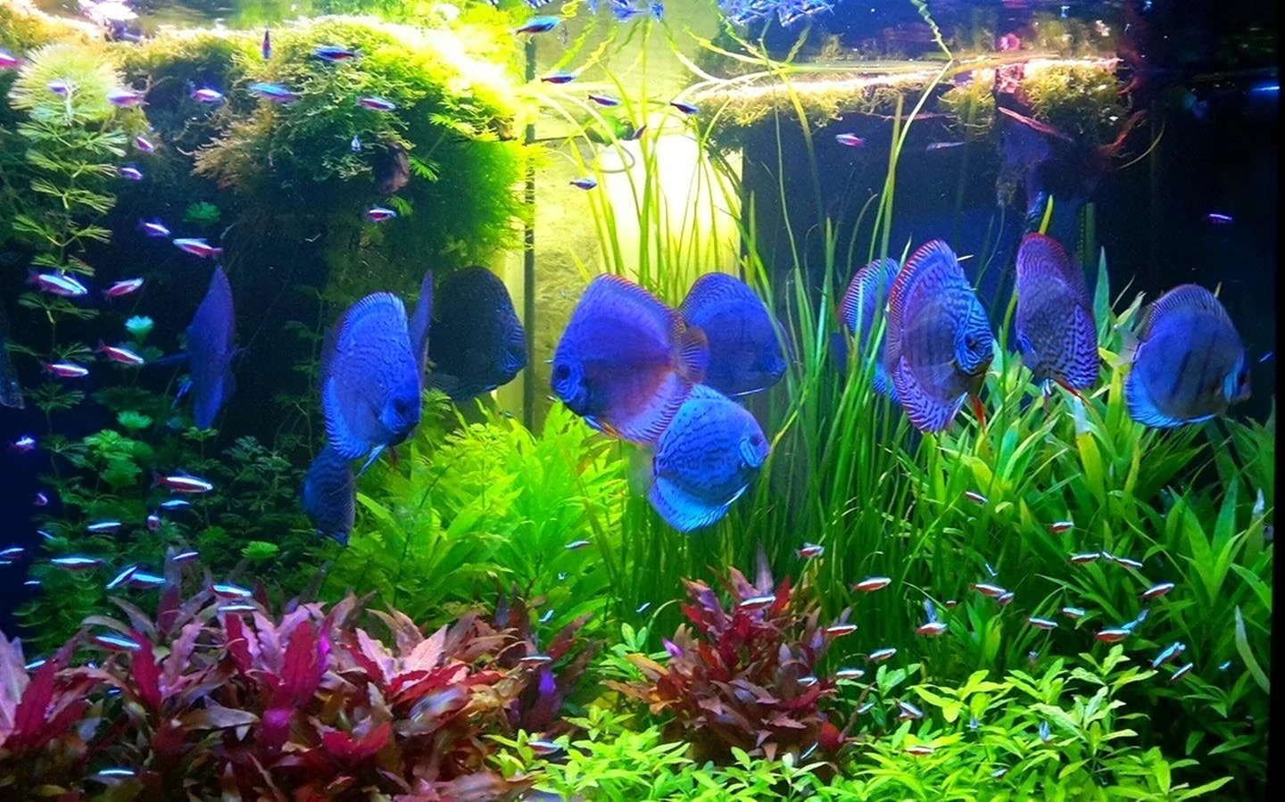 Красивый аквариум с рыбками и растениями