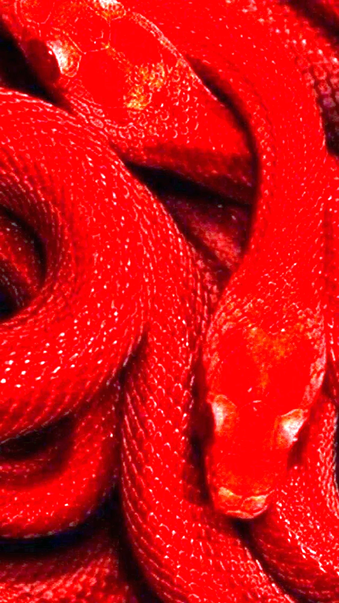 Красная змея