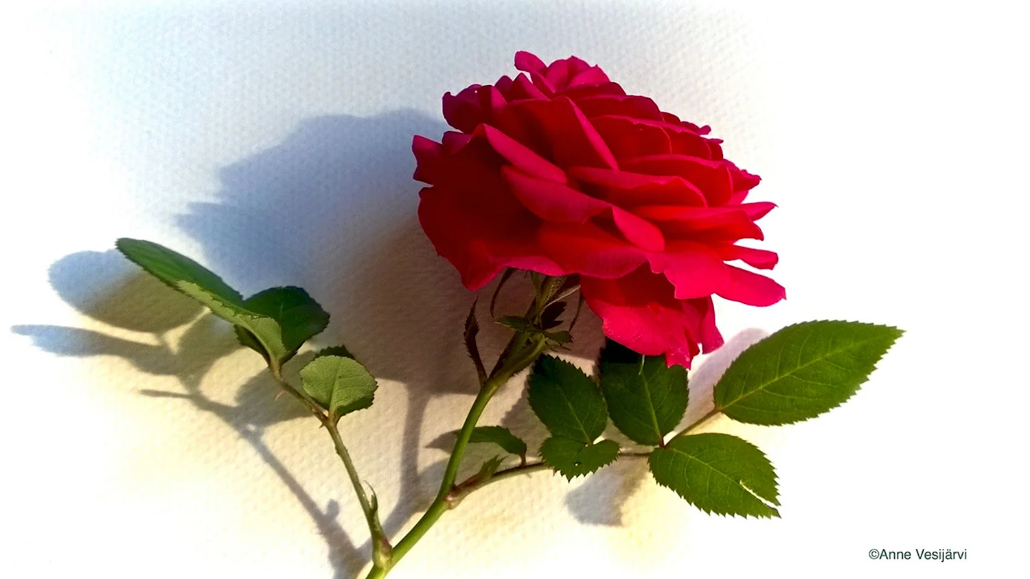Красные розы с добрым утром анимация
