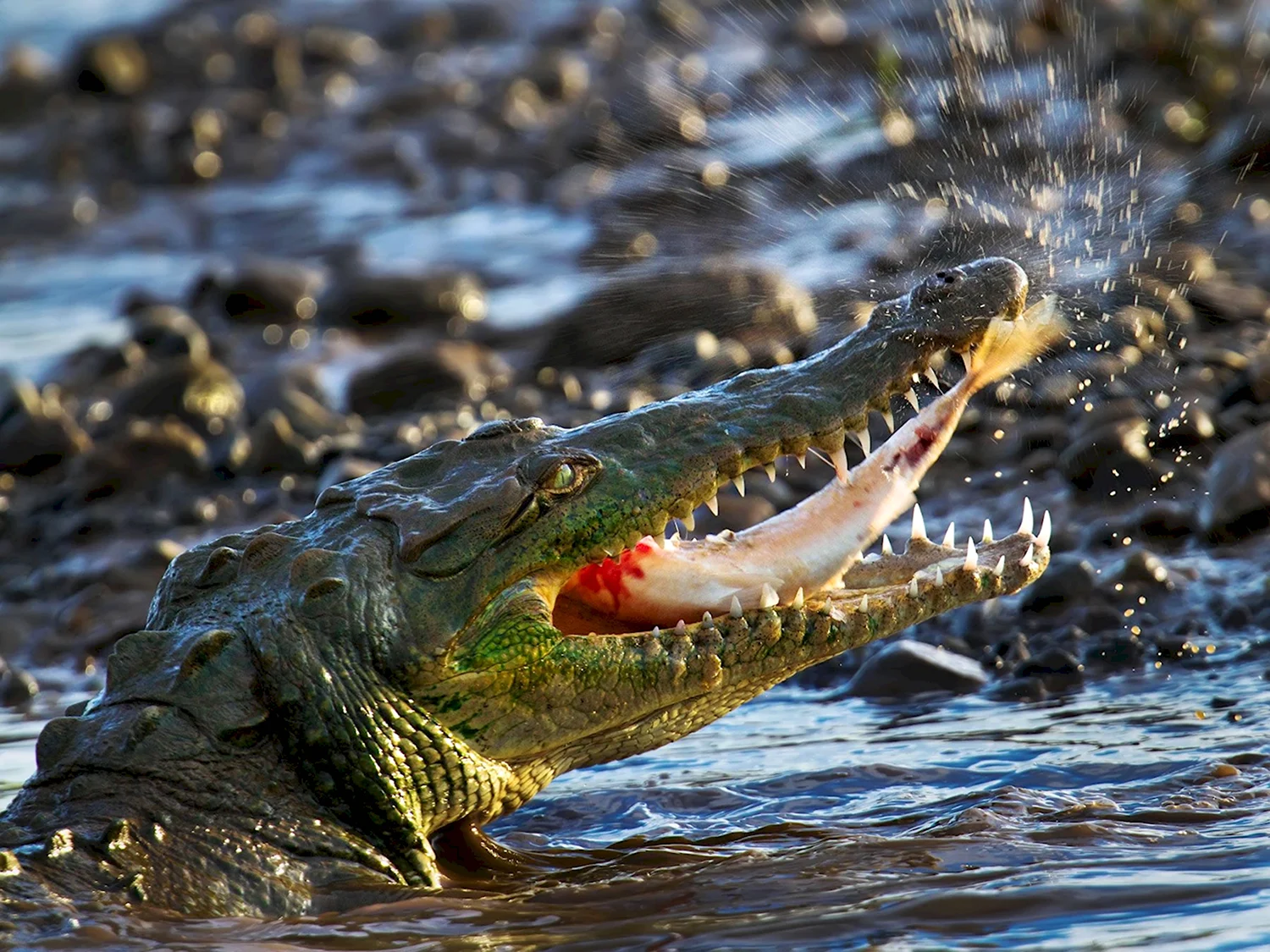 Крокодайл крокодил