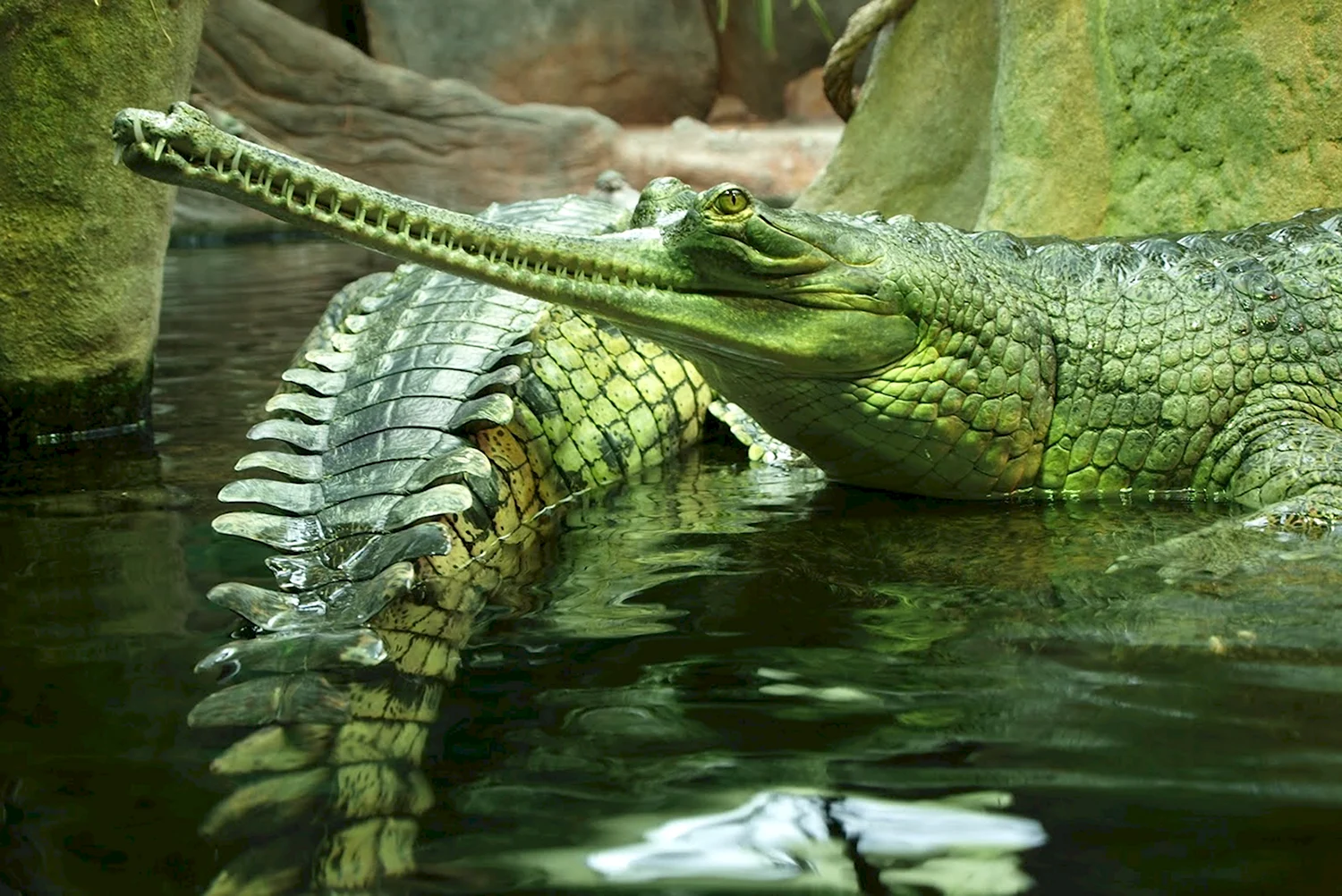 Крокодил Аллигатор гавиал
