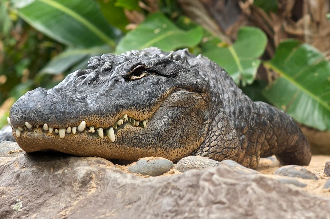 Крокодил Аллигатор Кайман