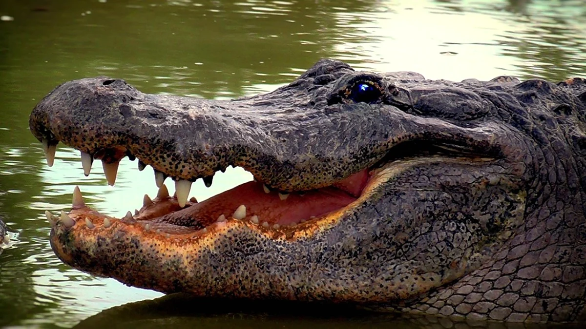 Крокодил это пресмыкающееся