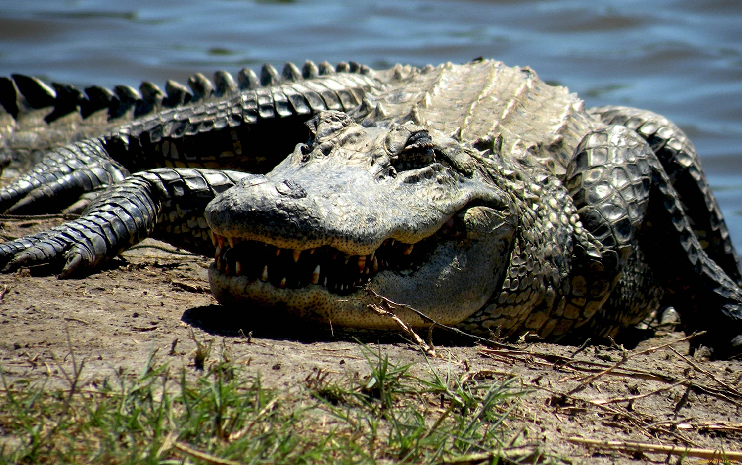 Крокодил Гангский гавиал