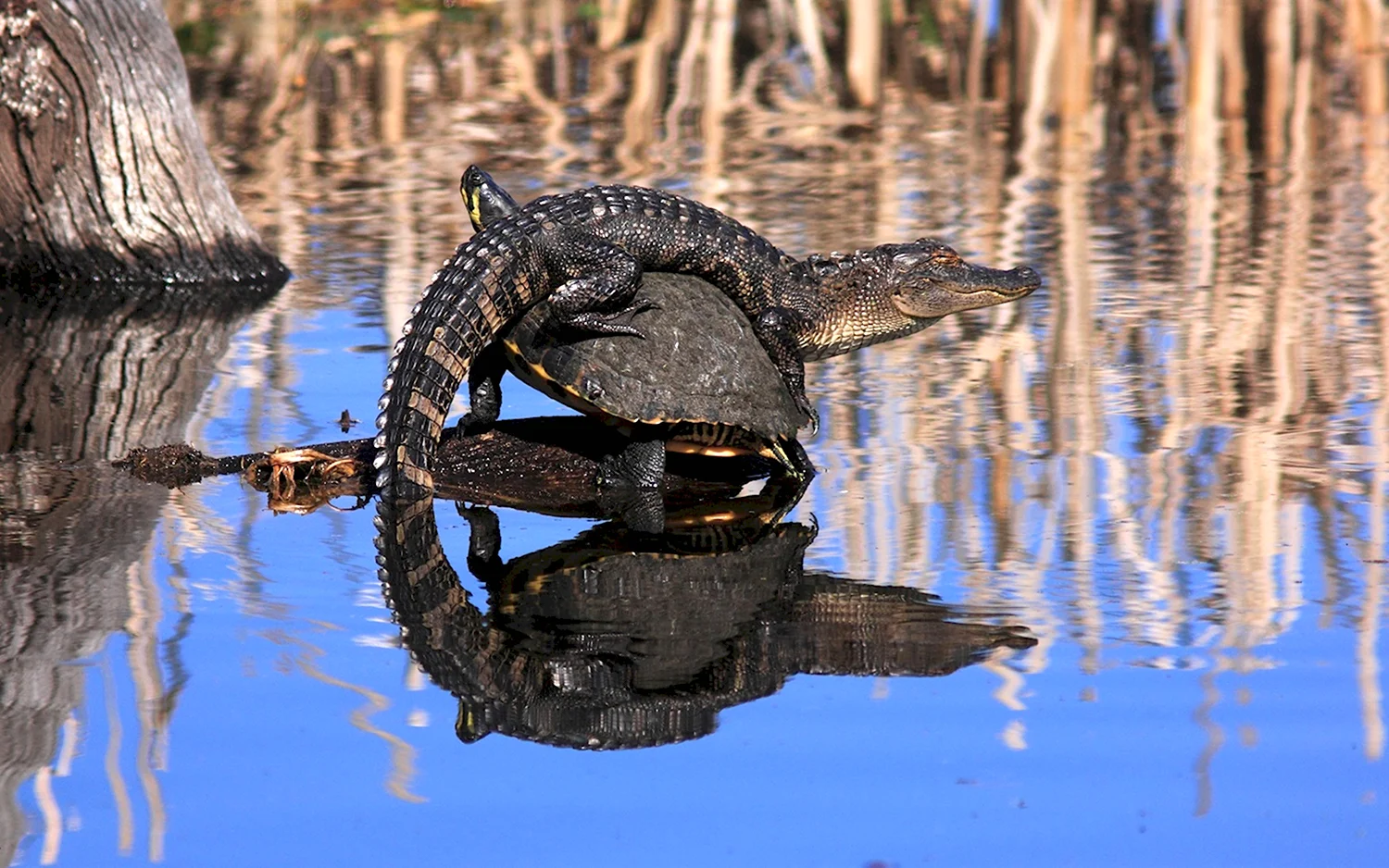 Крокодил Густав National Geographic
