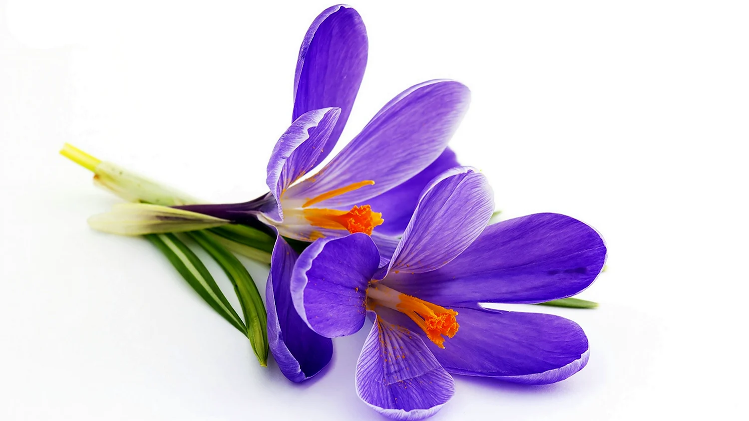 Крокус цветок белый и фиолетовый