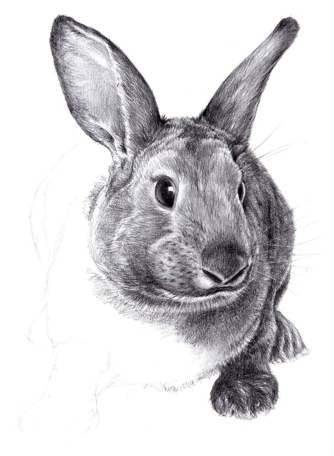 Кролик бинг рисунок