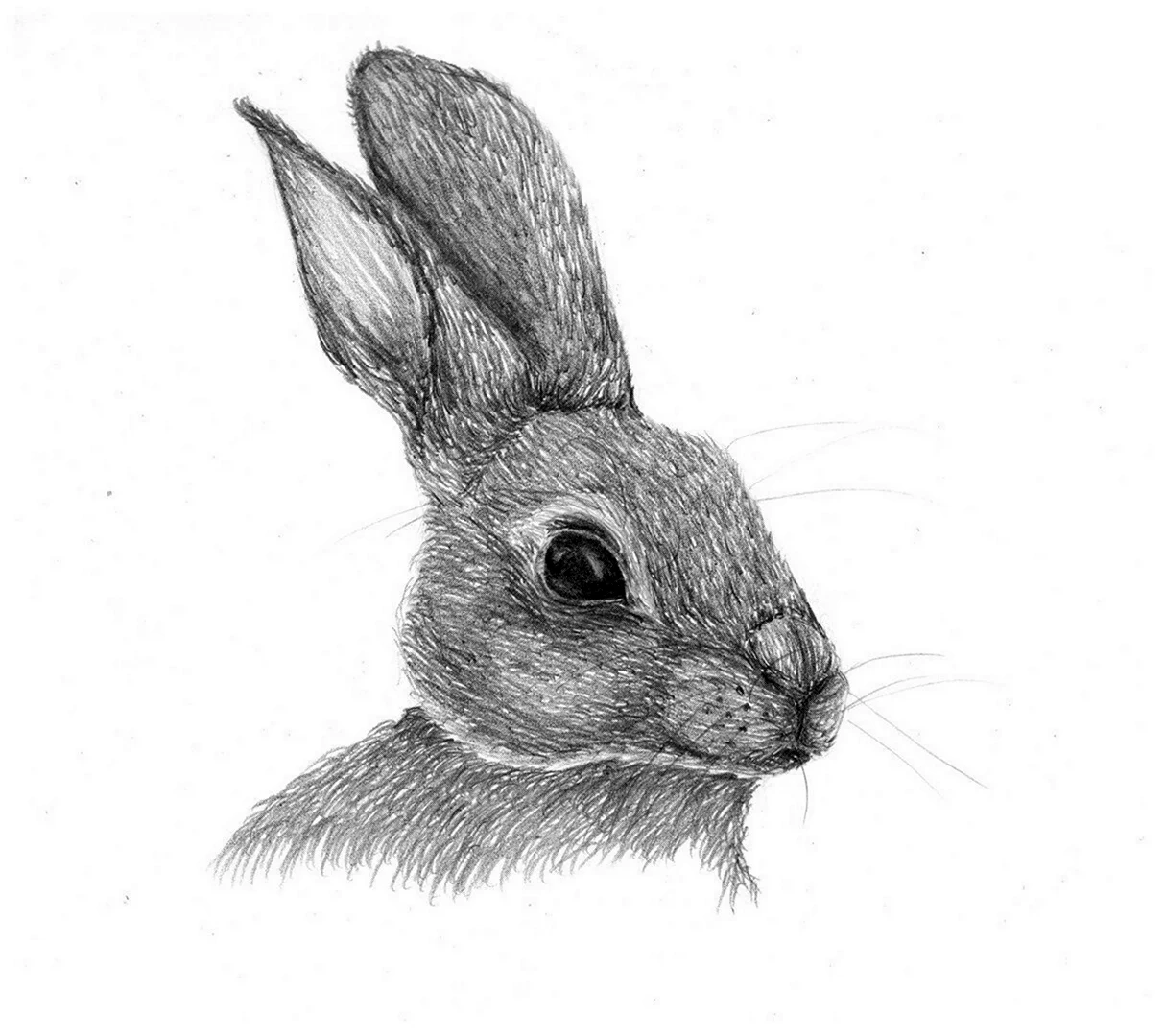 Кролик рисунок карандашом легкий поэтапно (49 фото) » рисунки для срисовки на zenin-vladimir.ru