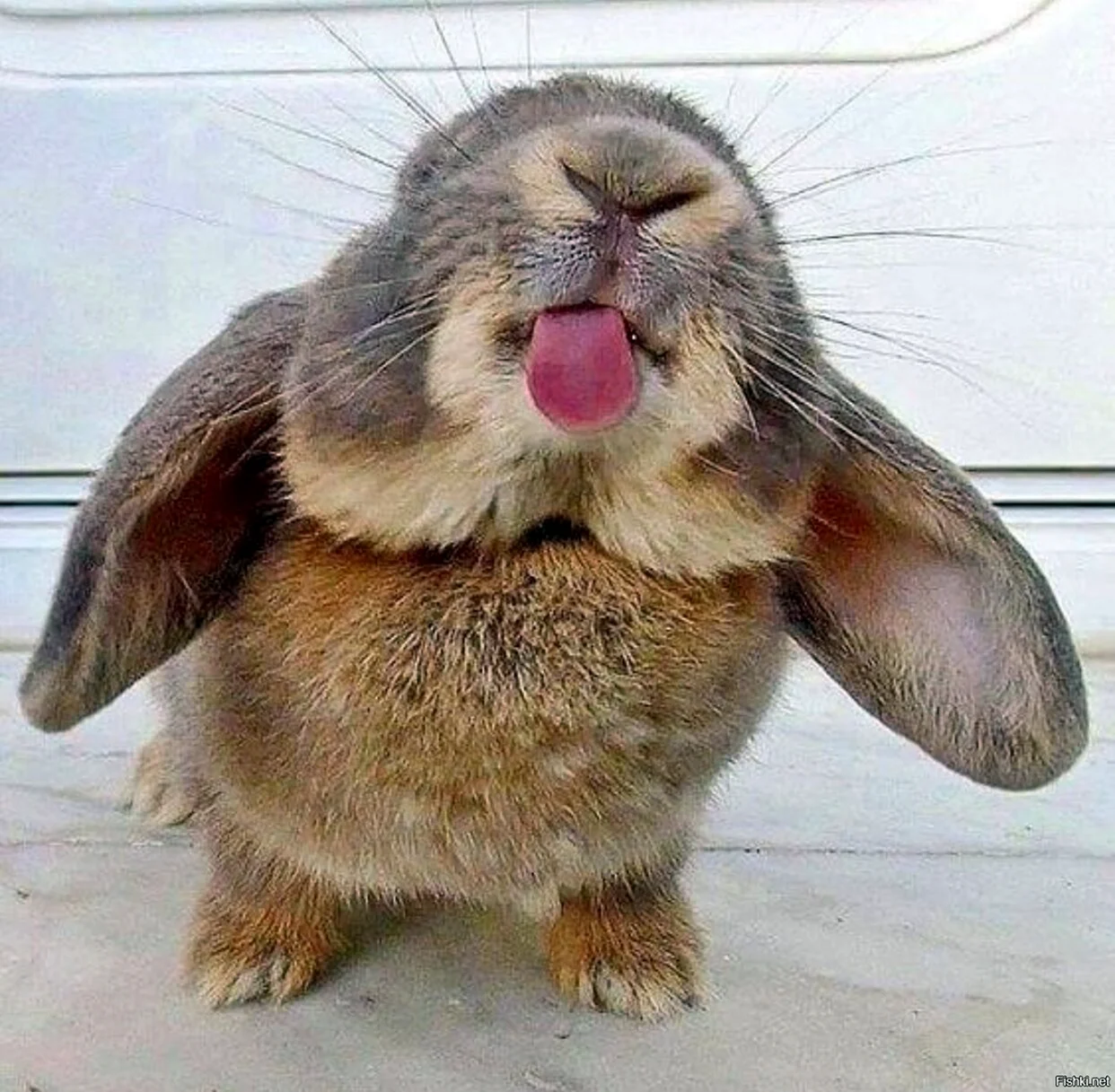 Кролик улыбается