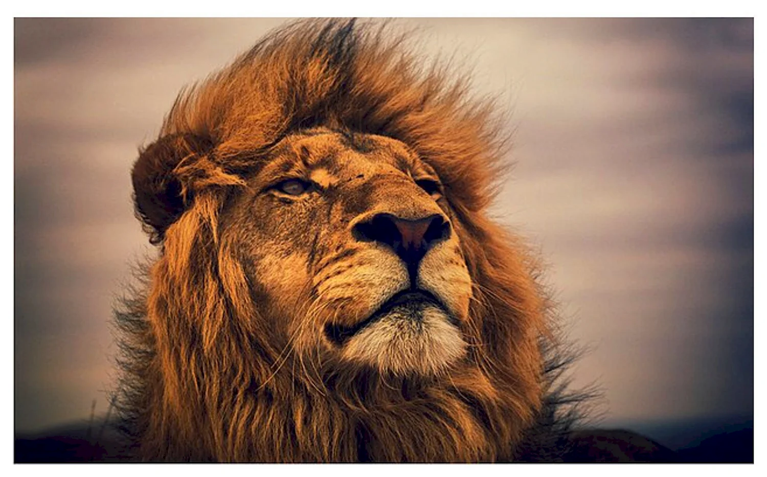 Обои лев с короной (64 фото)