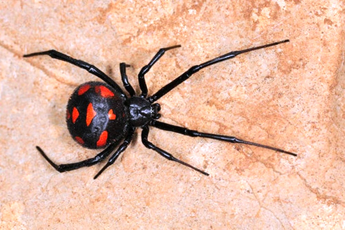 Крымский паук Каракурт
