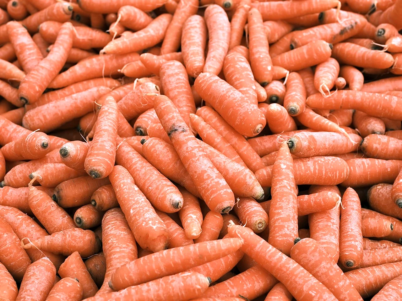 Куча морковки