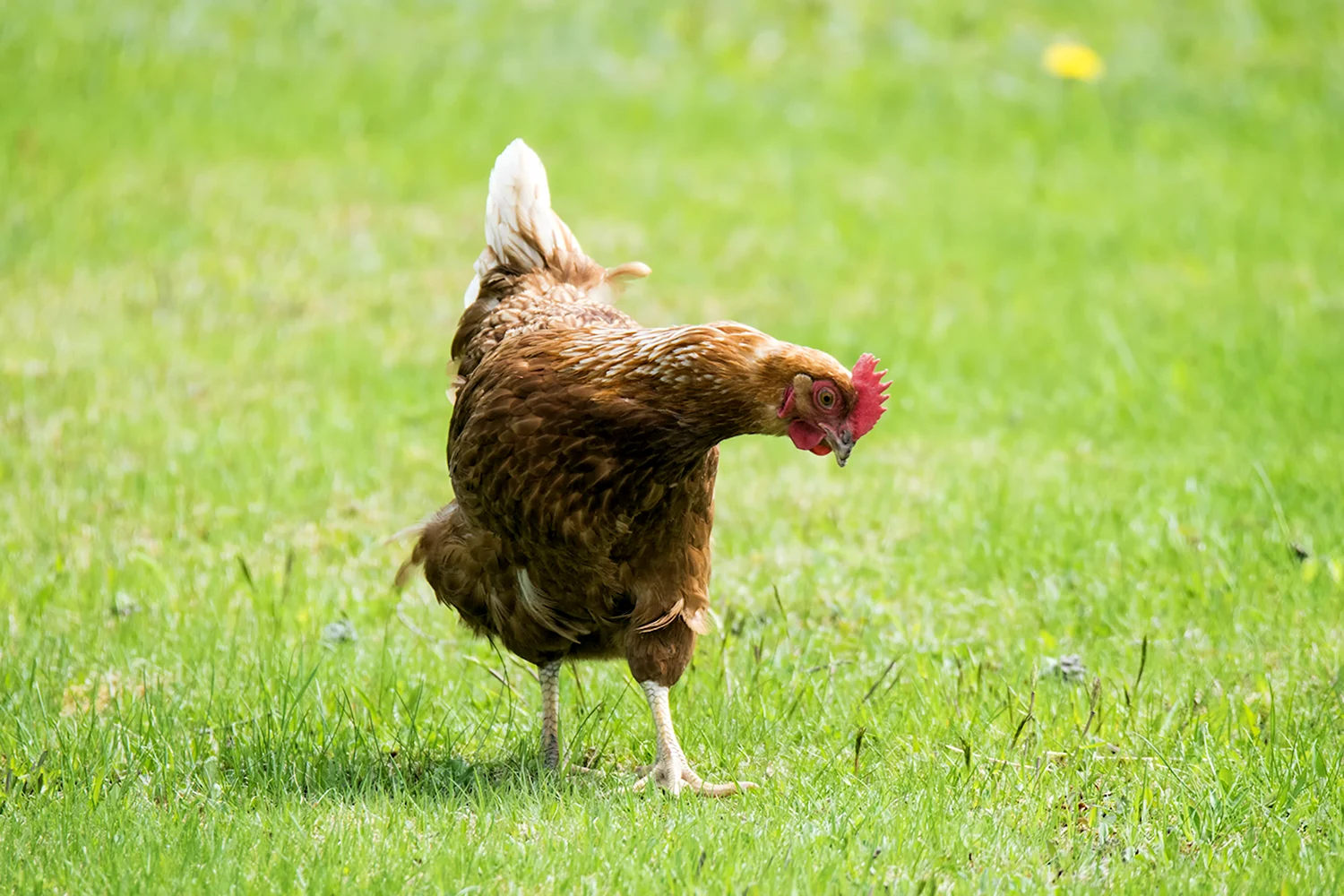 Покажи картинки кура. Курица. Зеленая курица. Курица Живая. Курица на траве.