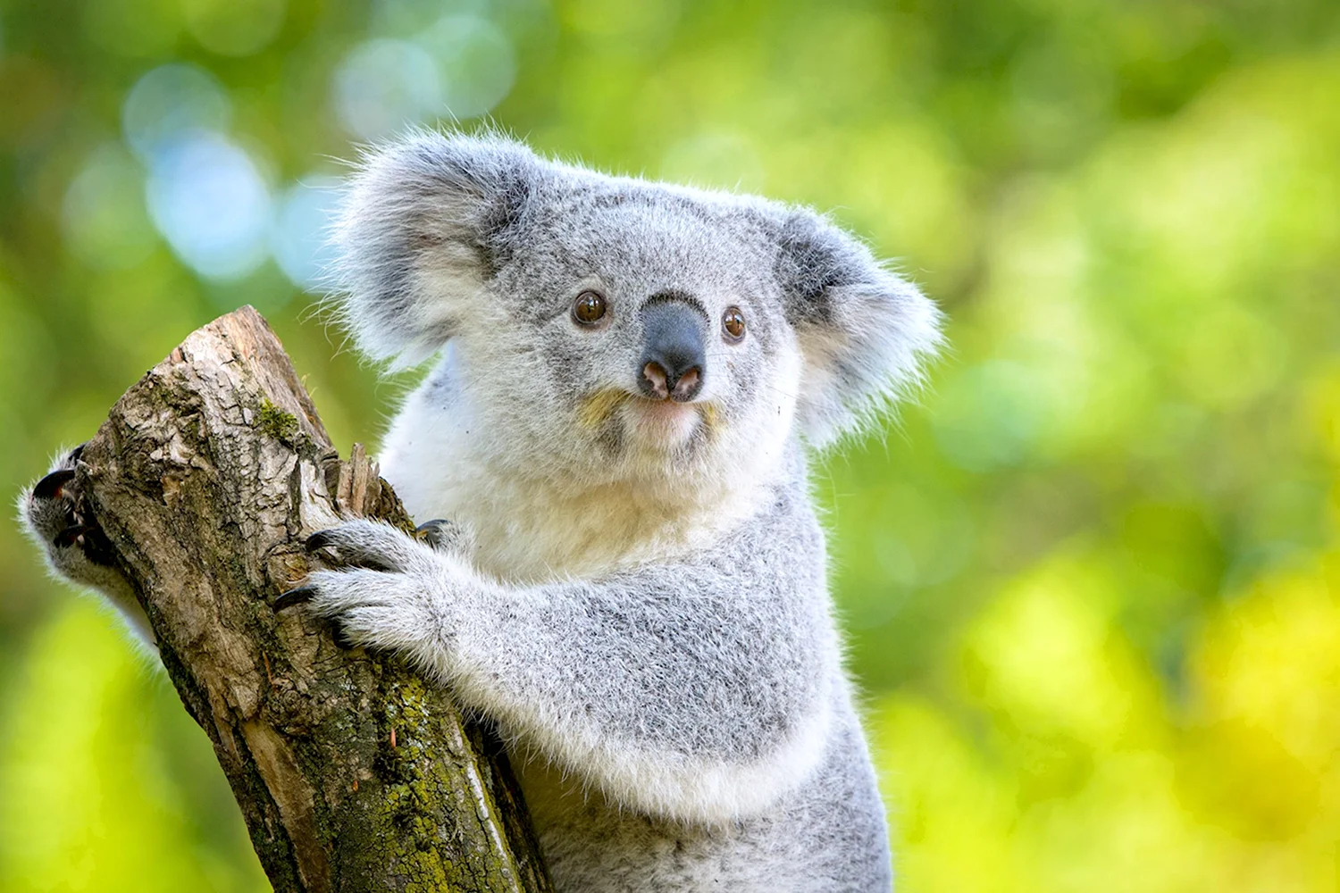 Квинслендский коала