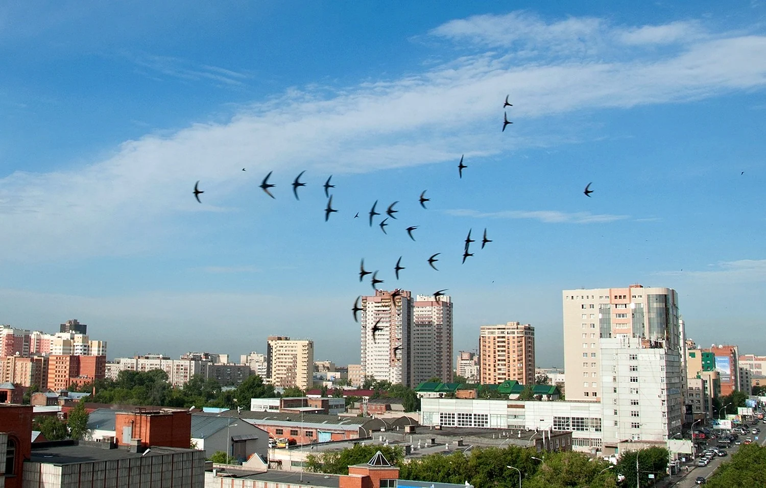 Ласточка птица Новосибирск