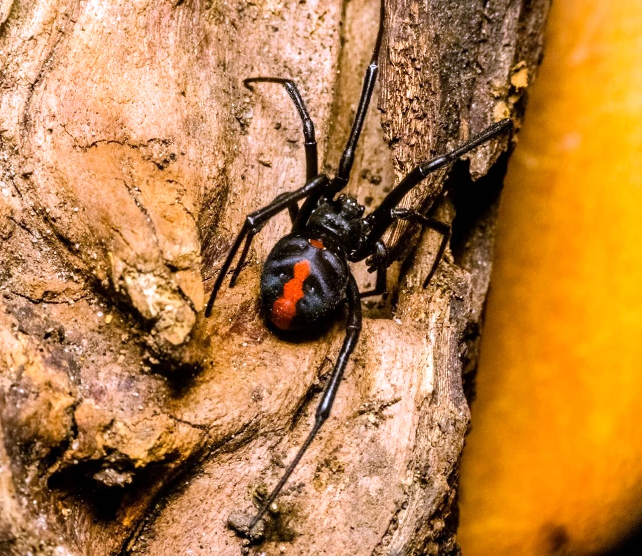 Latrodectus hasselti паук