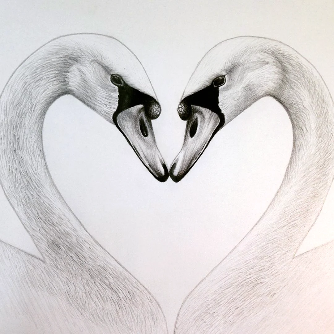 Как нарисовать лебедя поэтапно карандашом (56 фото) - легкие мастер-классы по рисованию лебедя