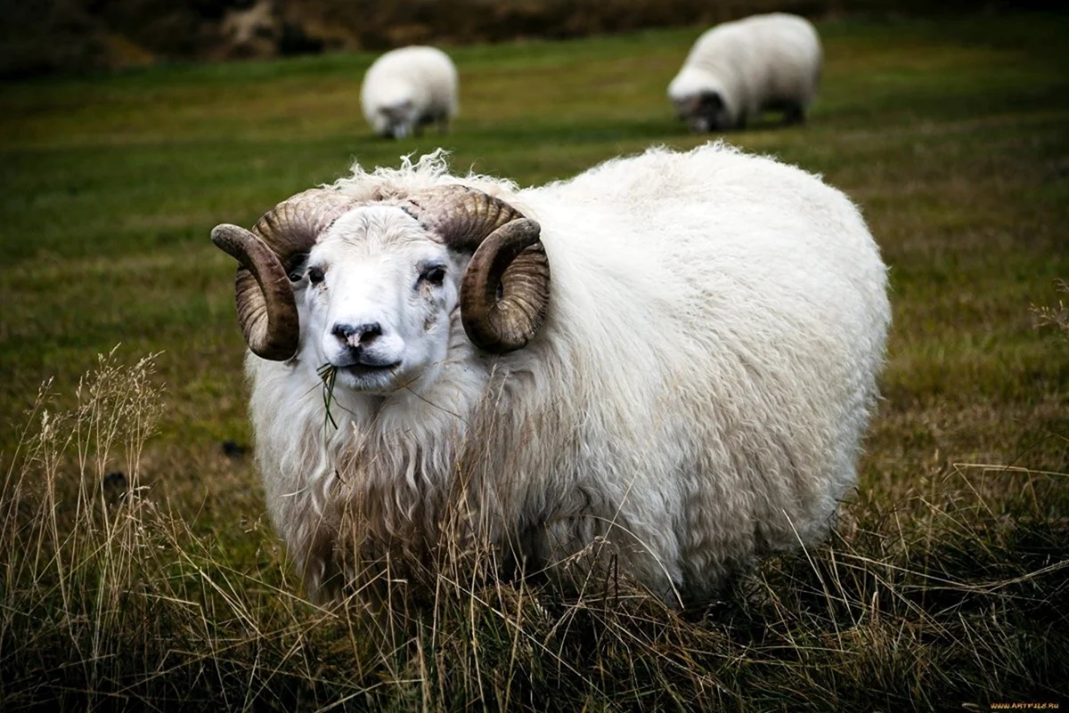 Лейстерская овца