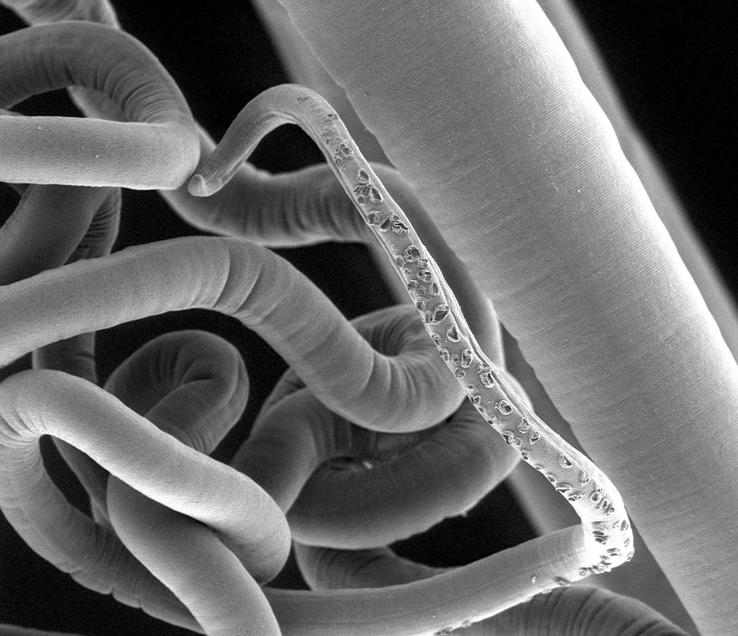 Ленточные черви паразитология