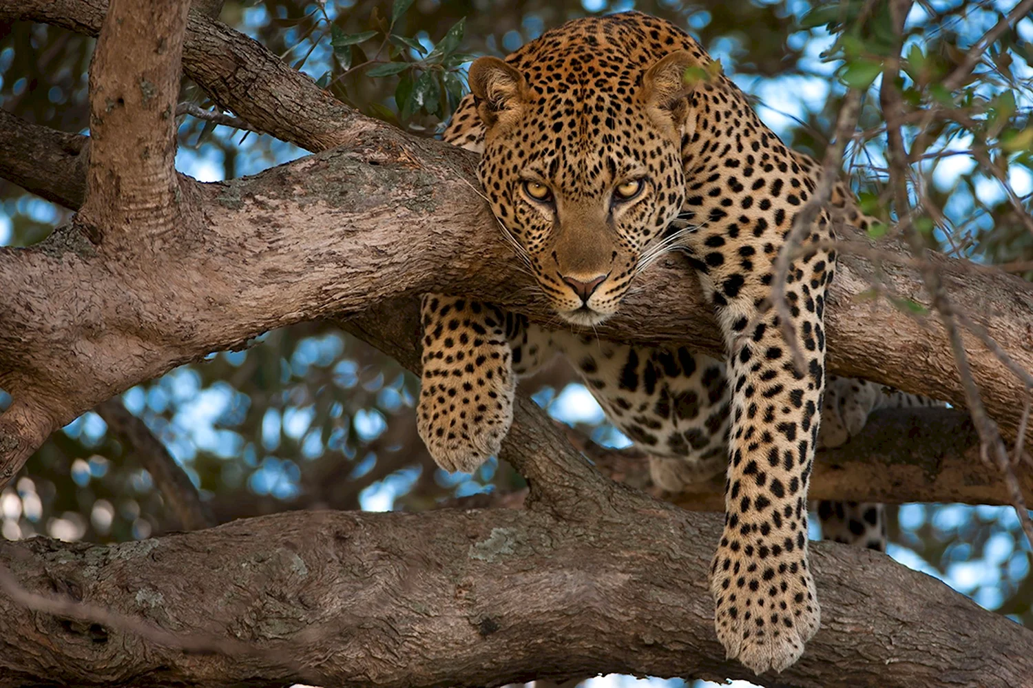 Леопард наблюдает