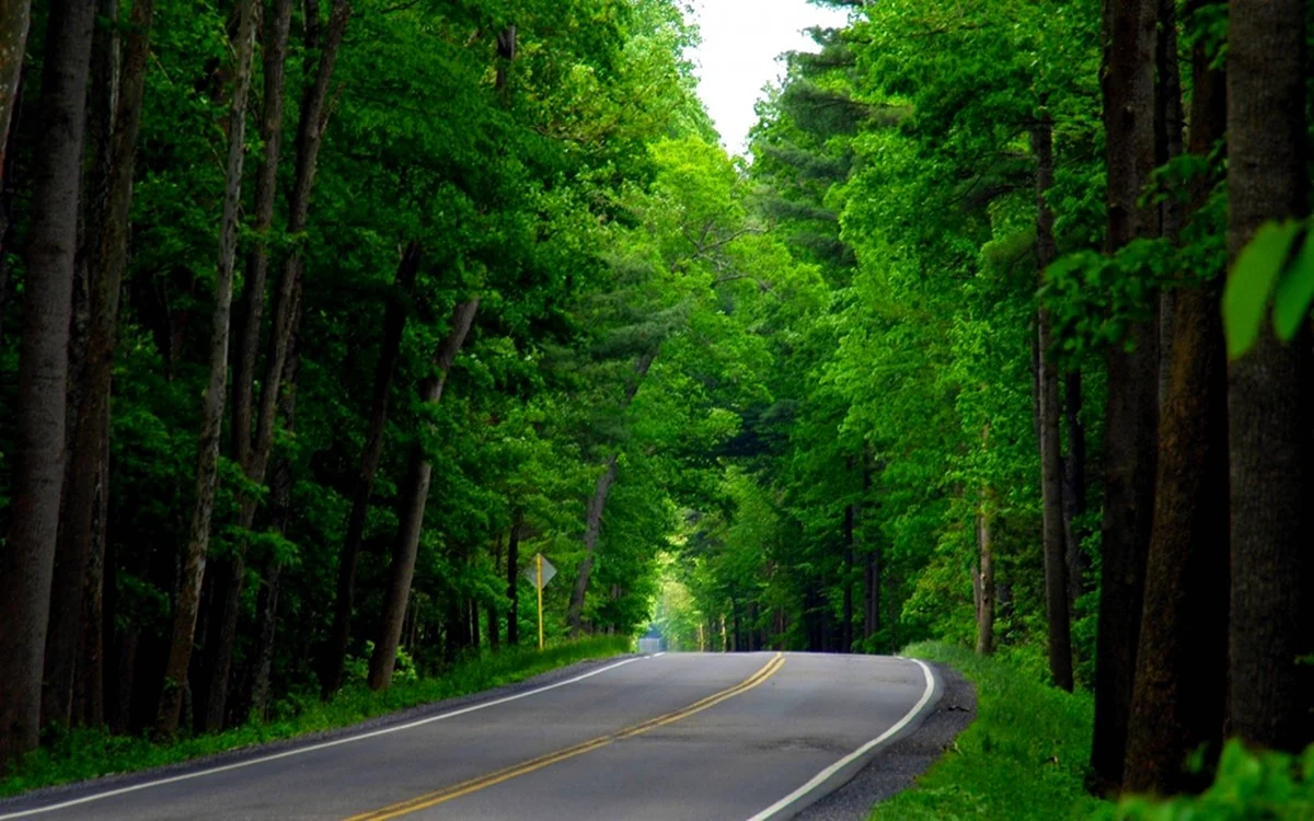 Лес и дорога Вашингтон