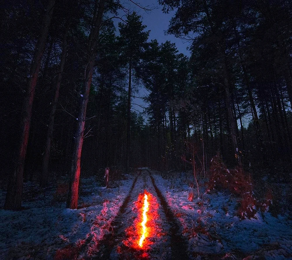 Лес ночью Эстетика
