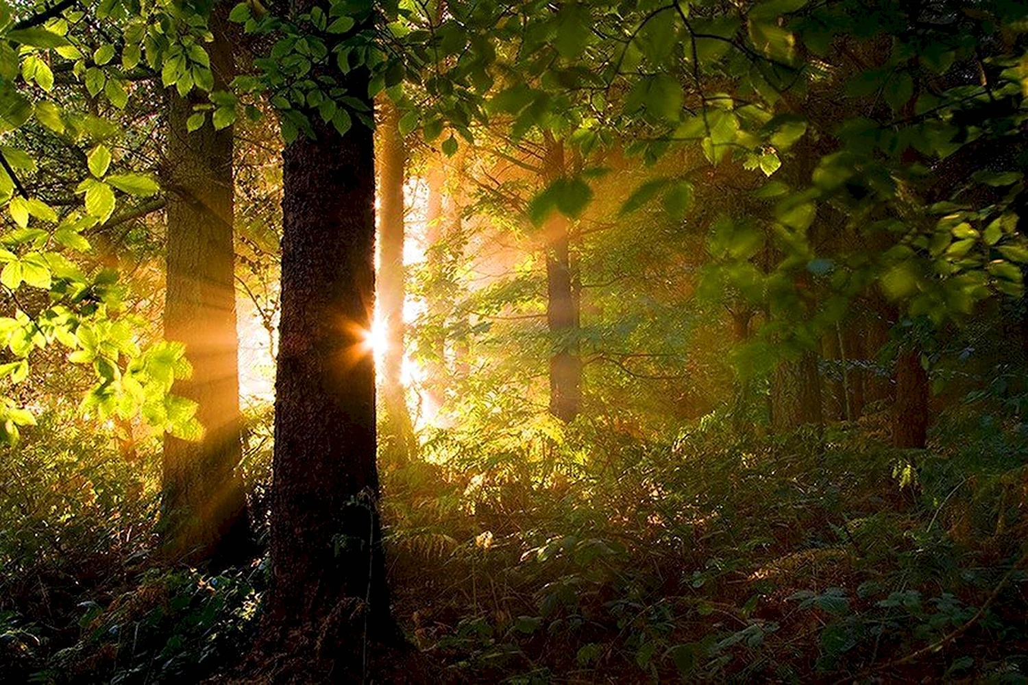 Лес Освещенный солнцем