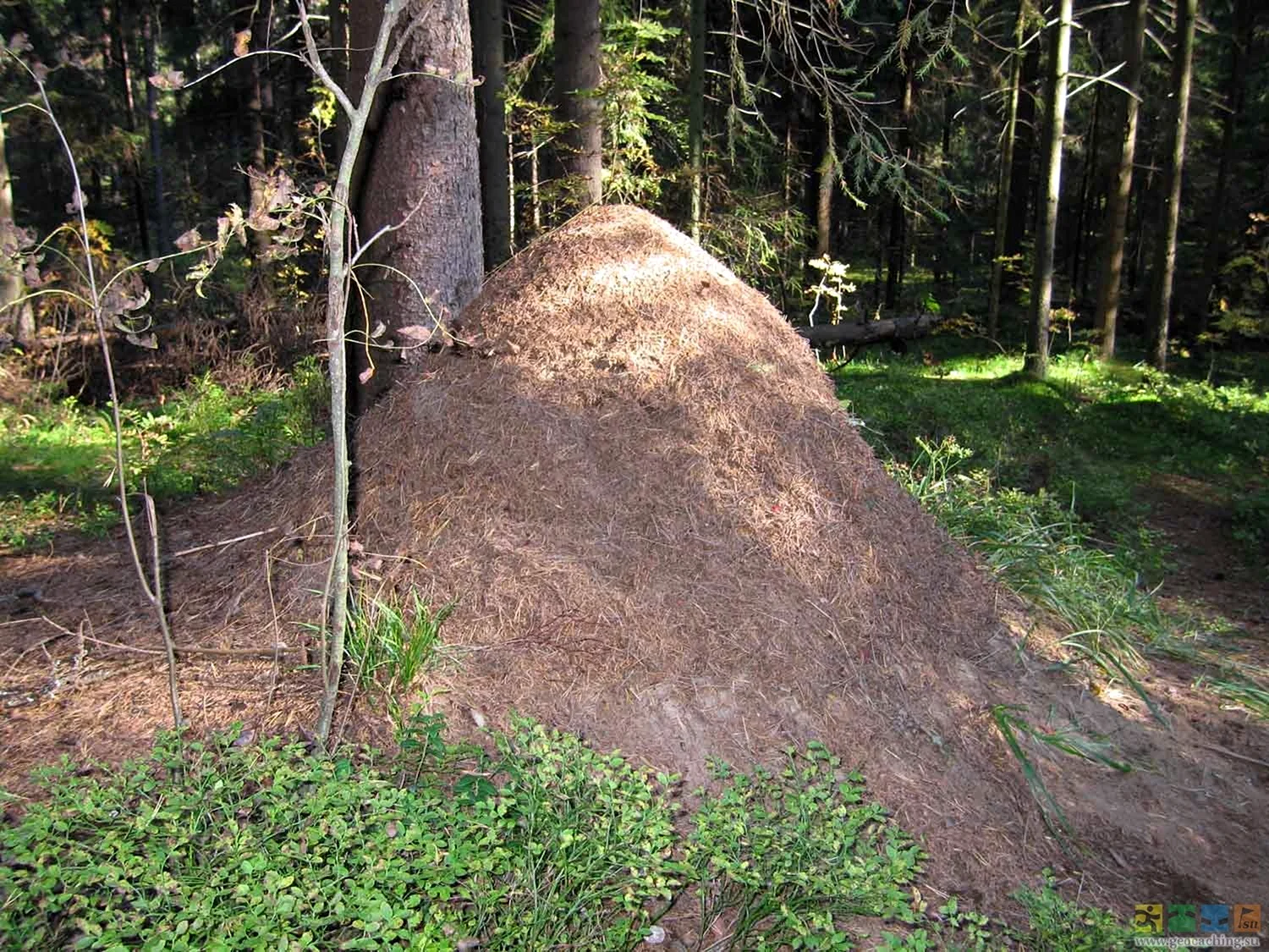 Лесной Муравейник муравьев внутри