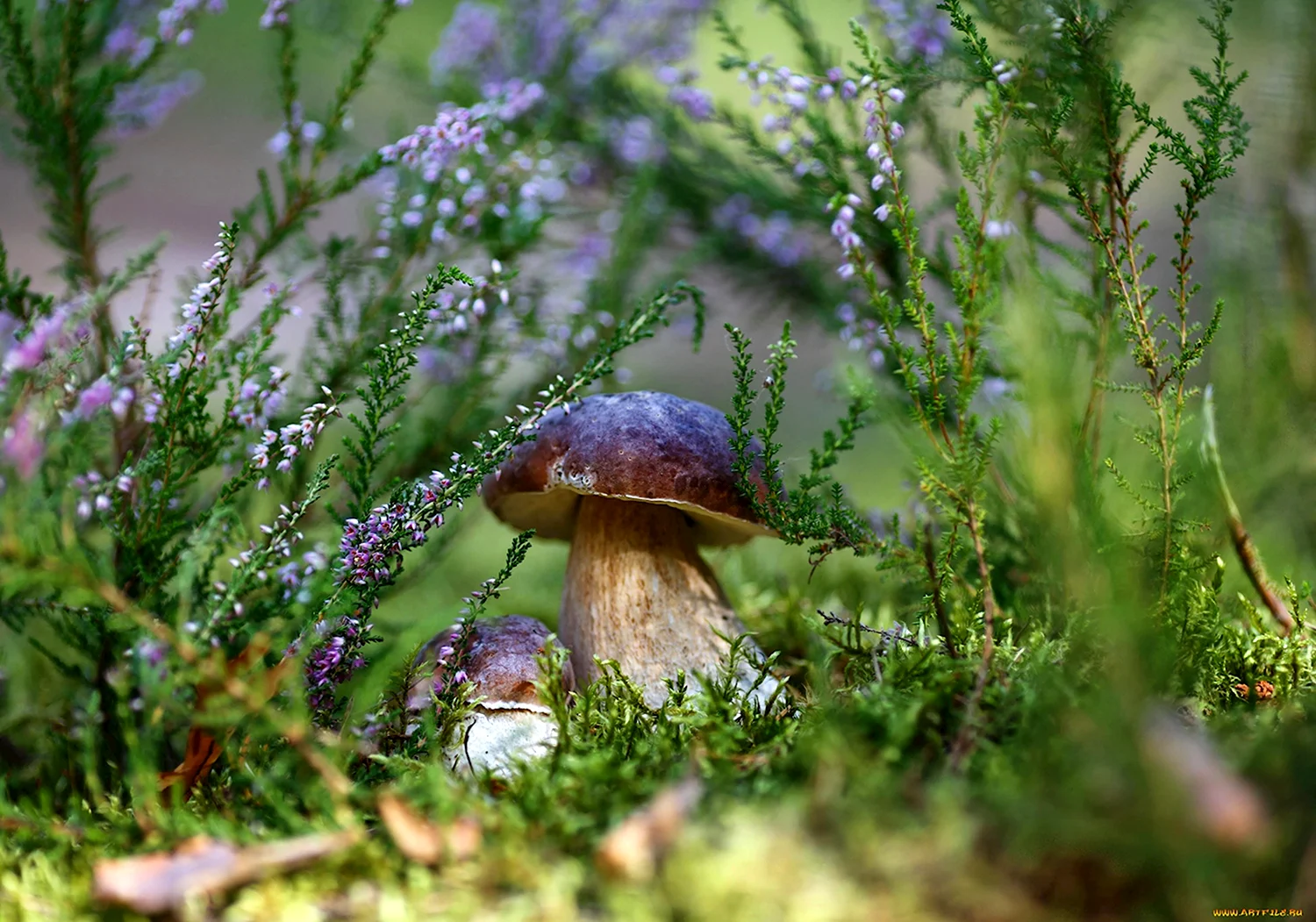 Лесные грибы боровики