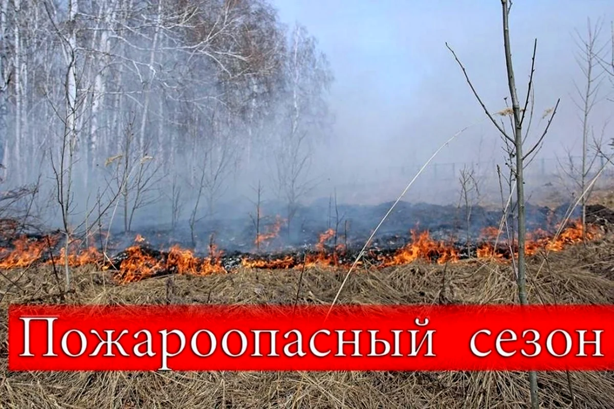 Лесные пожары Ямал