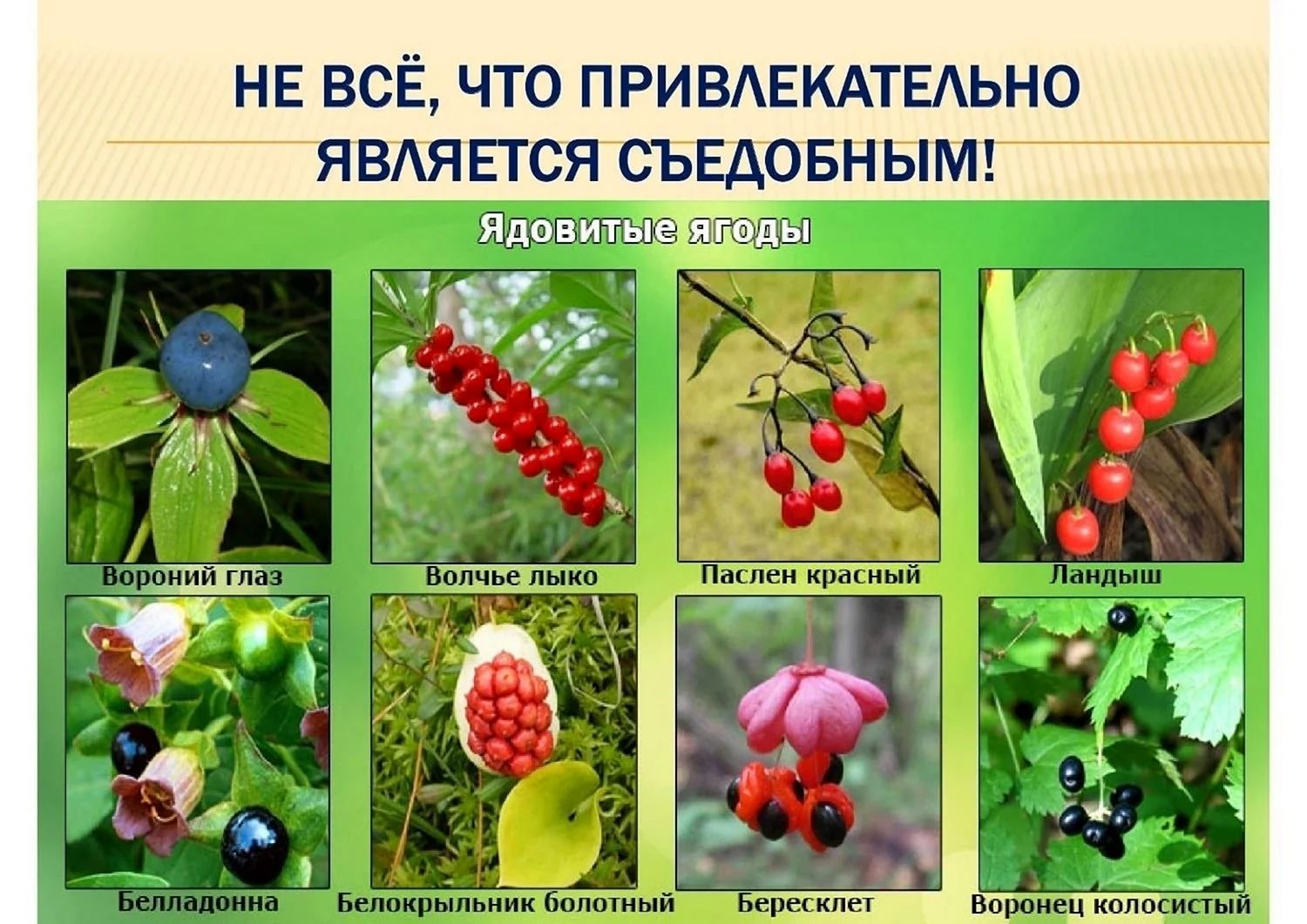 Лесные растения с несъедобными плодами