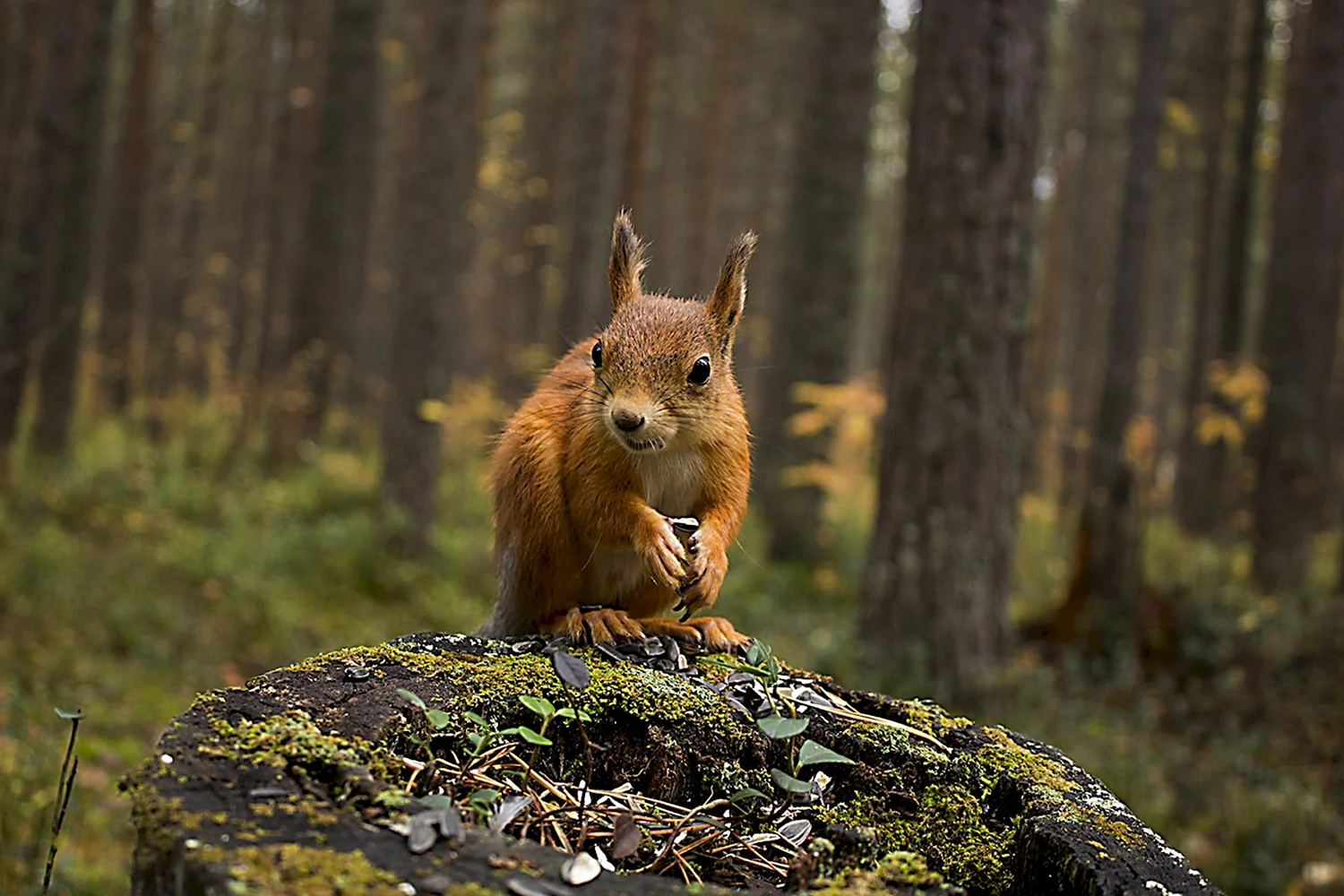 Картинки лесные животные (67 фото)