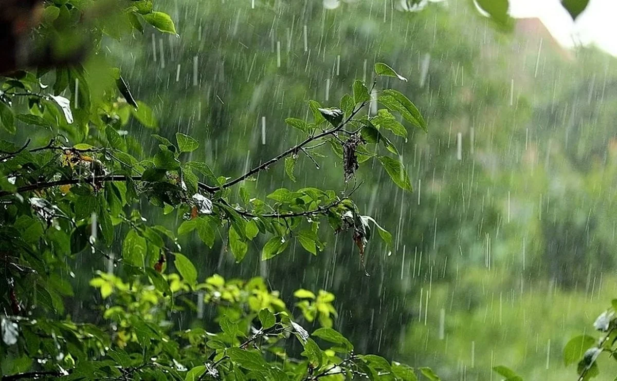 Летний дождь