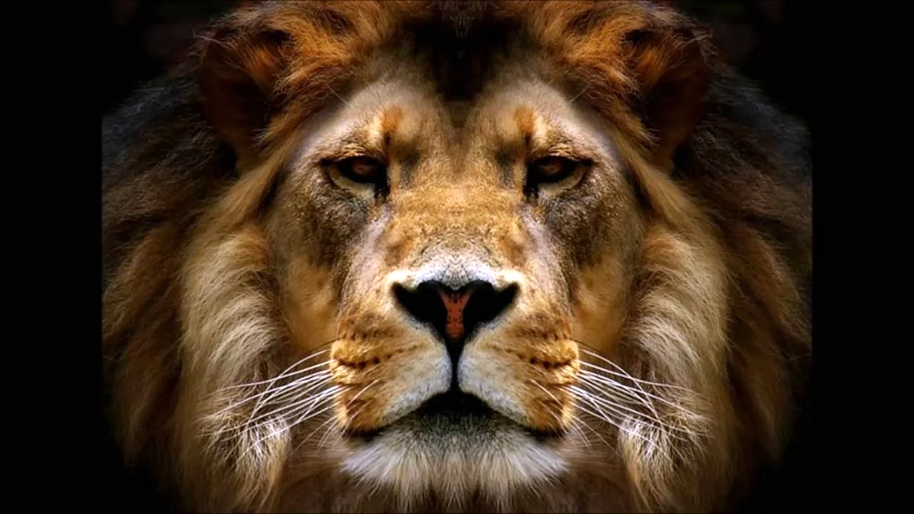 MERAGOR | Картинки и фото львов на аватарку