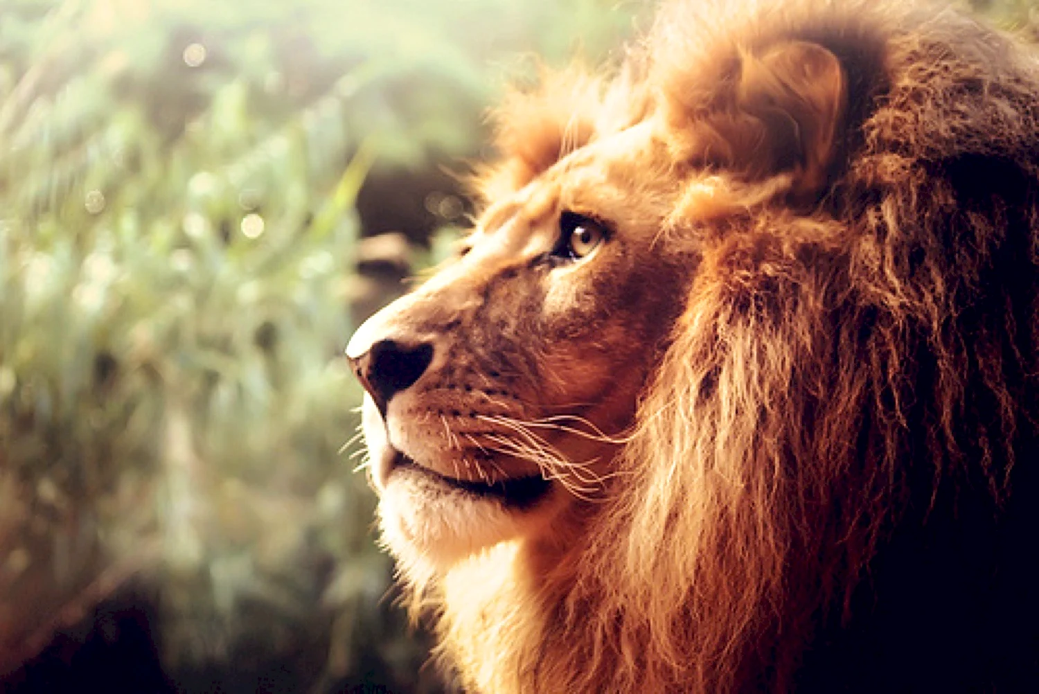 Аватар с белым львом, лев с белой шерстью — Фото аватарки
