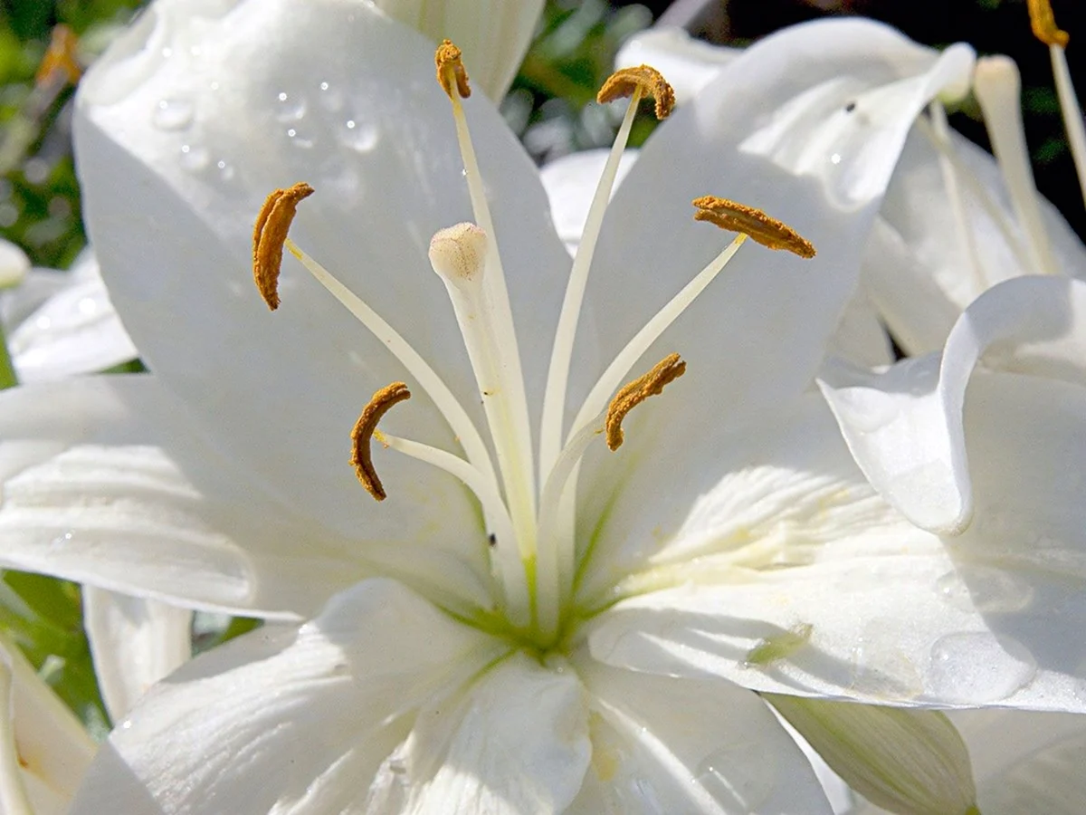 Лилия обыкновенная белая