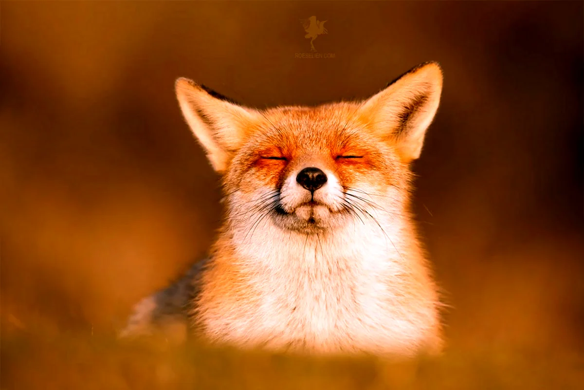 Смешные картинки лисов. Лиса улыбается. Хитрая лиса. Лис улыбается. Довольный Лис.