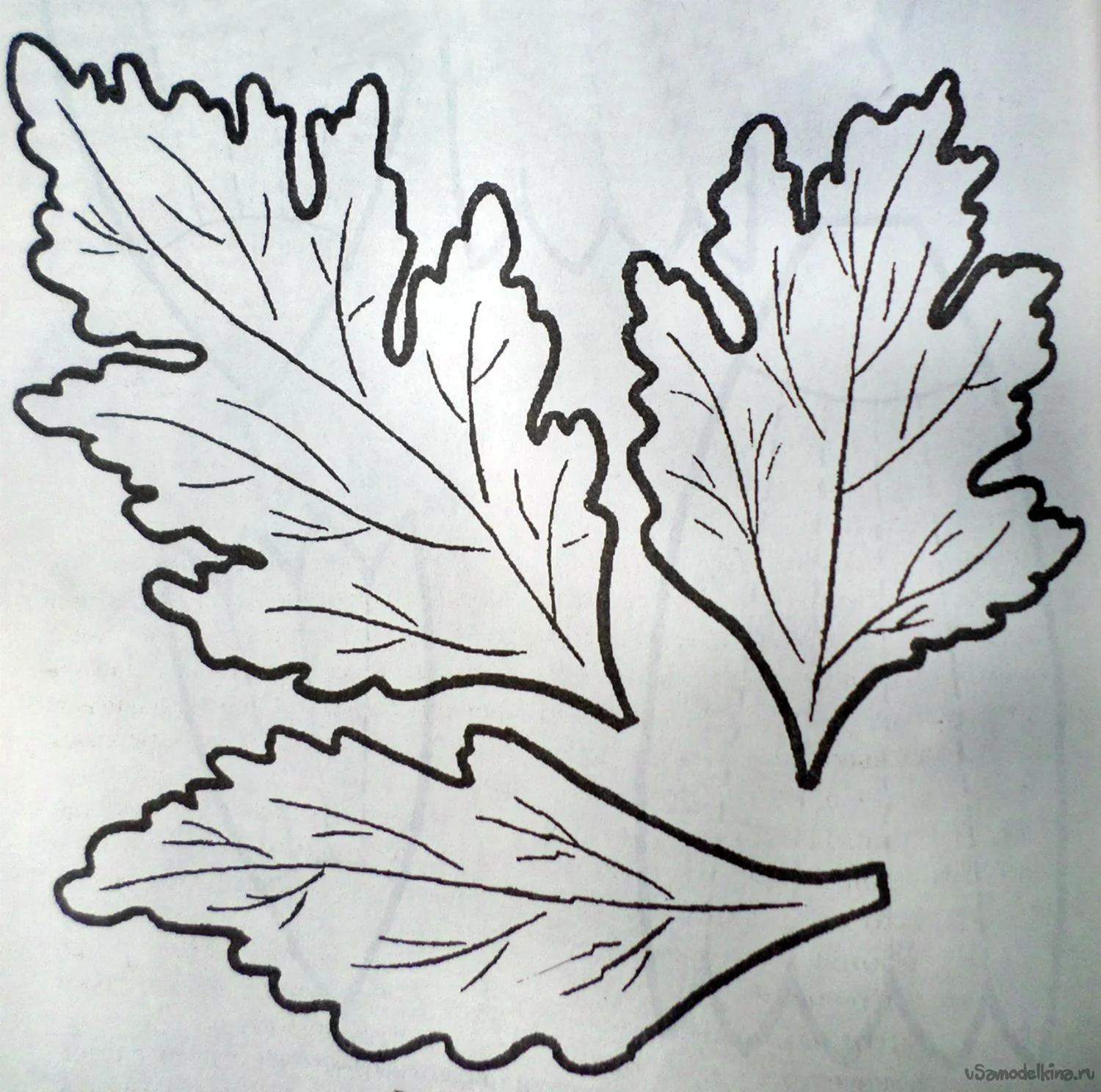 Листья хризантемы