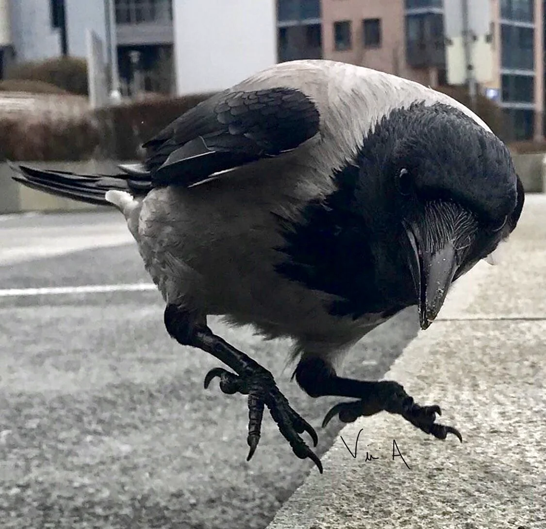 Любопытная ворона