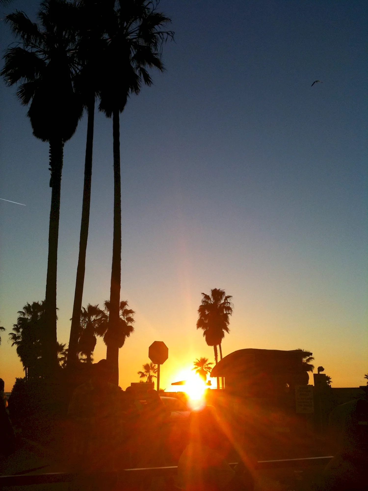 Лос Анджелес пальмы рассвет