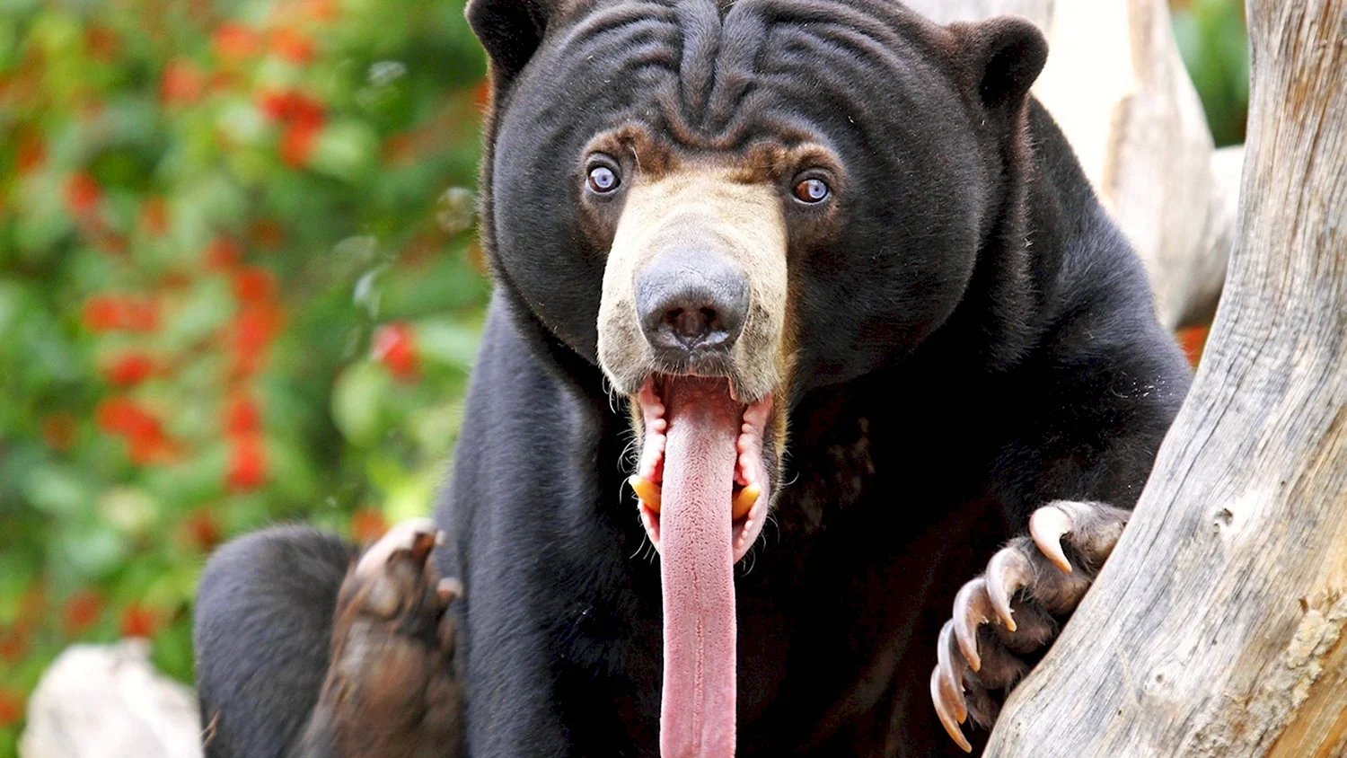 Малайский белогрудый медведь