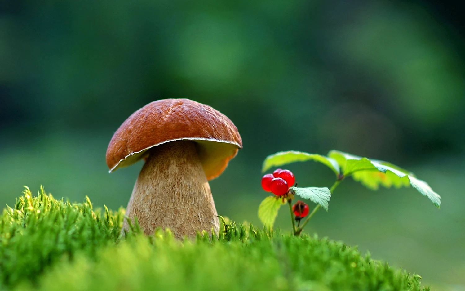 Маленькие грибы