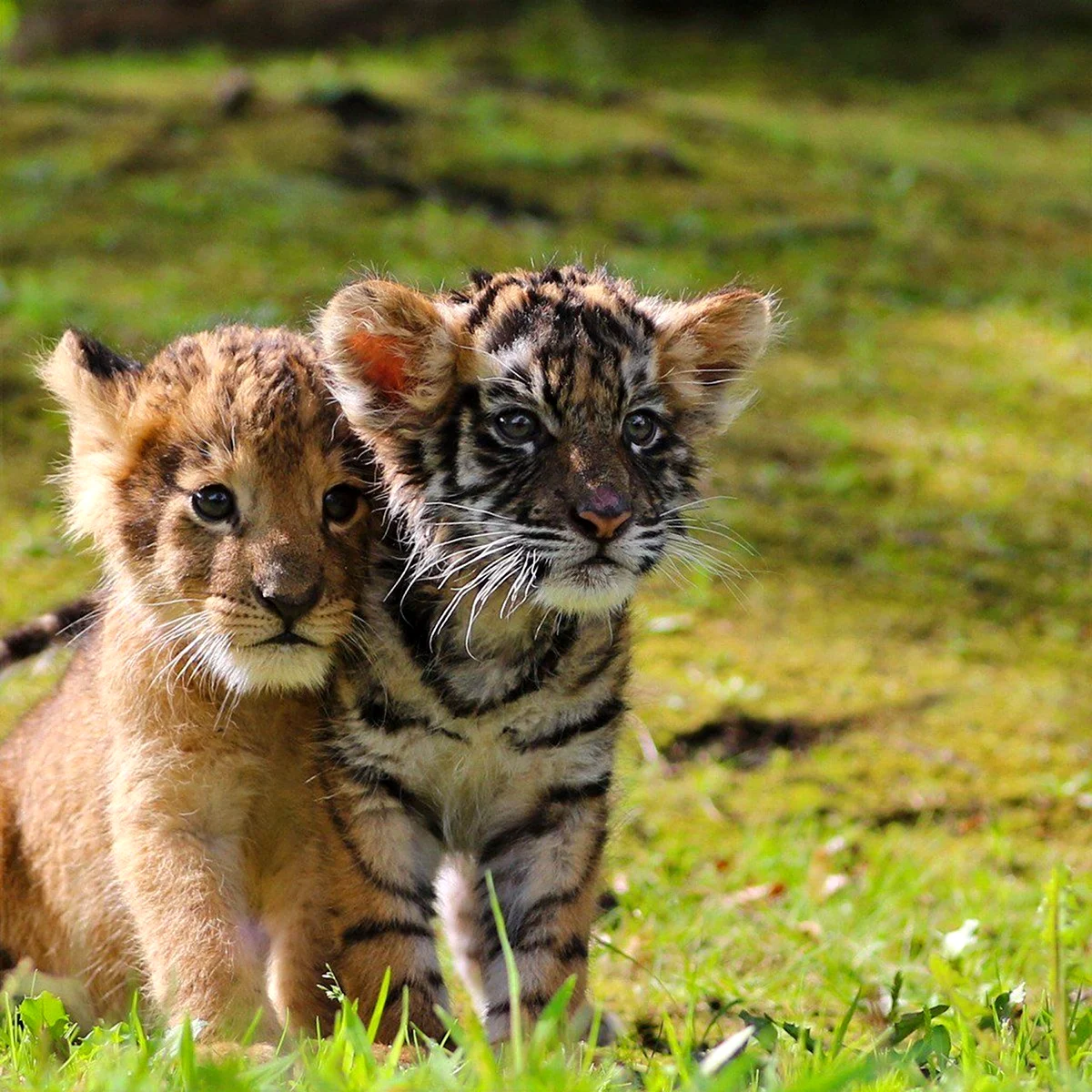 Маленькие тигрята и львята